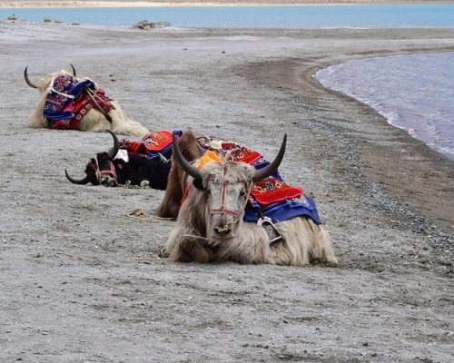 yak-in-pangong-lake-ladakh